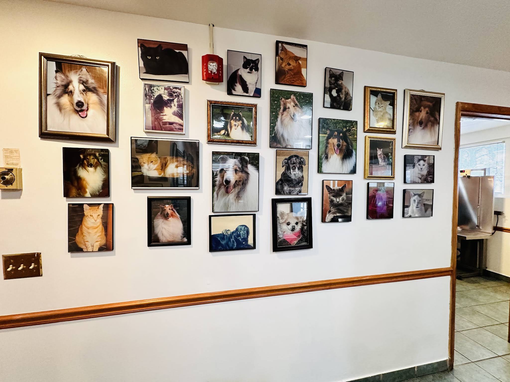 about our veterinary practice  Matawan, NJ 