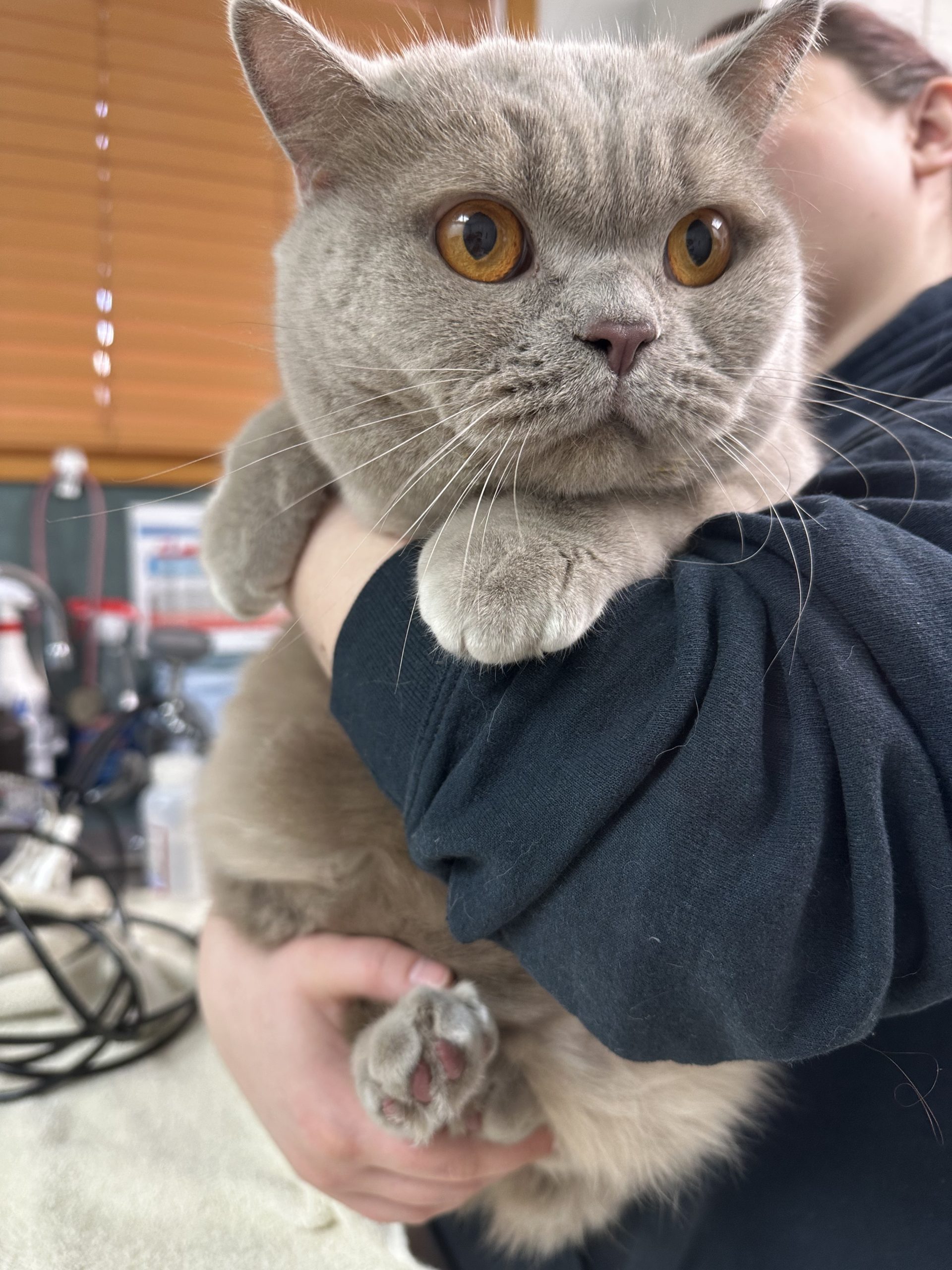 veterinary services  Matawan, NJ 